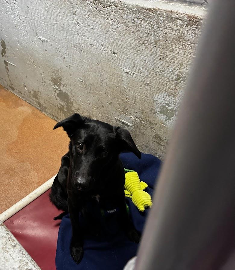 Noel #A1658: Female Dog