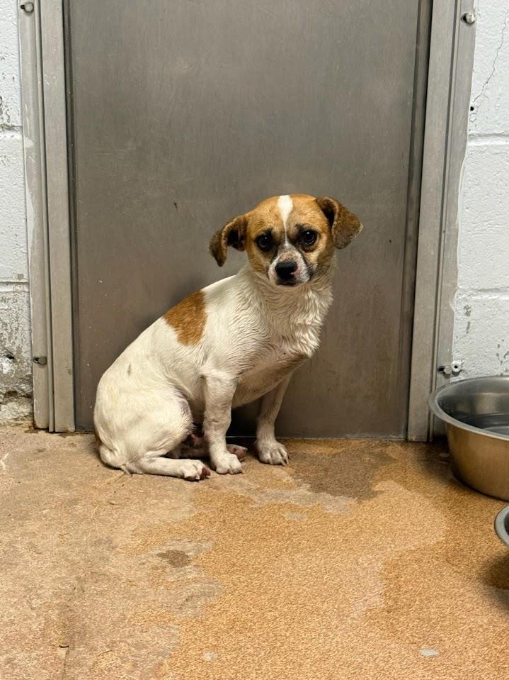 (Adoptable 3/21) #A1791: Male Dog