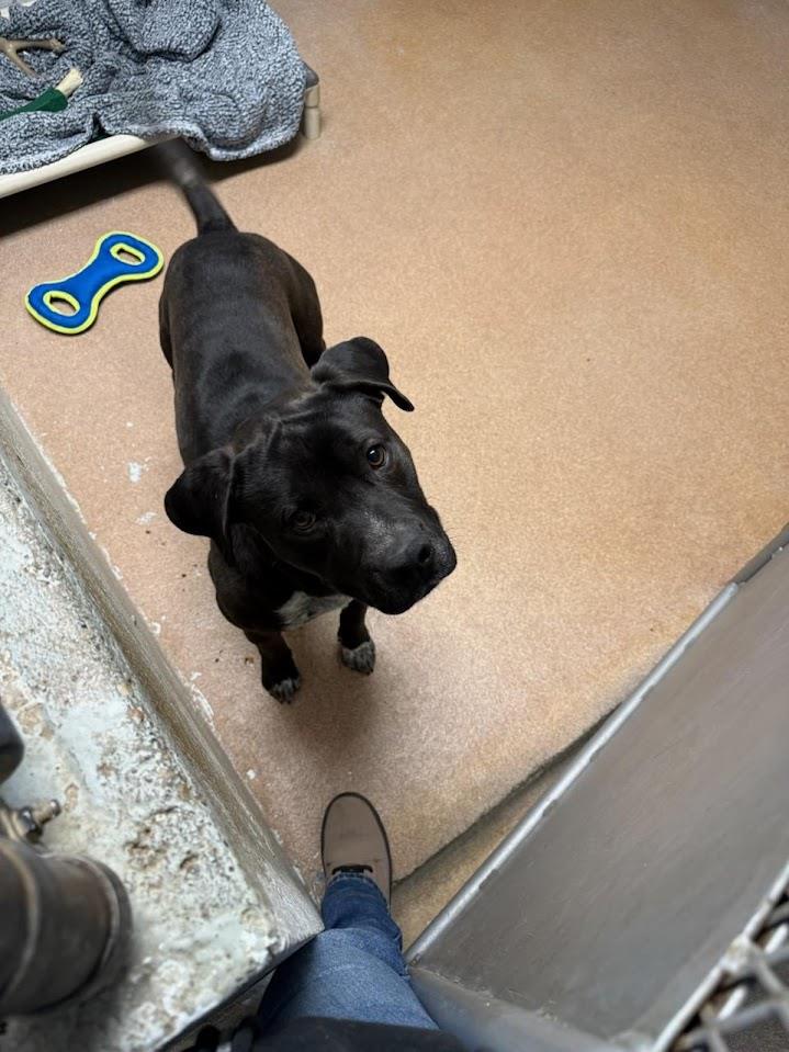 Rusland (Available For Adoption 1/17) #A1682: Male Dog