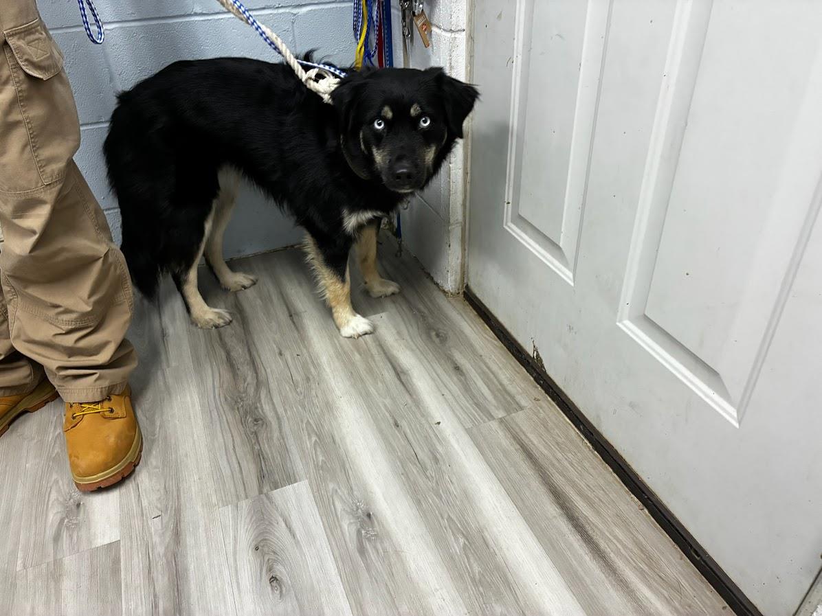 [No Name] #A1665: Female Dog