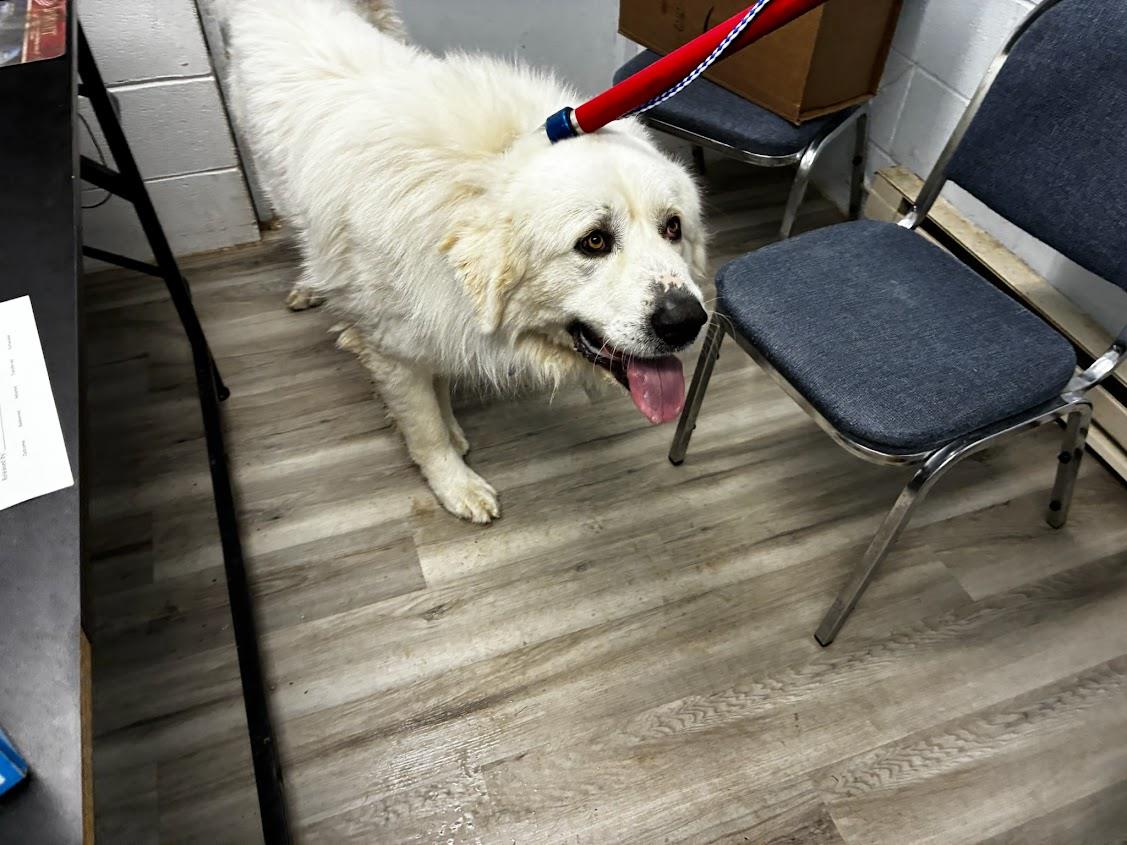 Yeti (Available For Adoption 1/13) #A1672: Male Dog