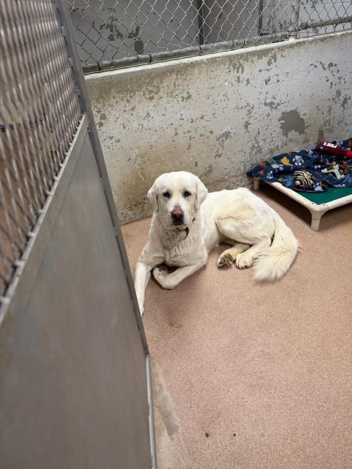 Izidora (Available For Adoption 1/17)  #A1681: Female Dog