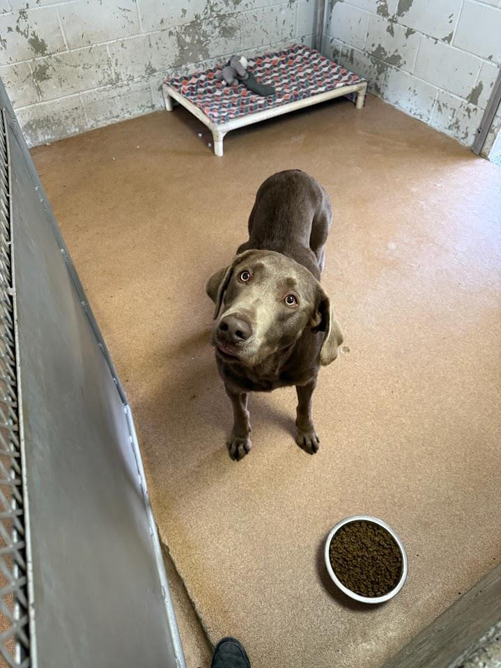 Murdock #A1635: Male Dog