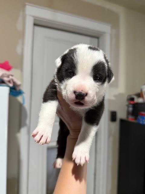 [No Name] #A1407: Male Dog