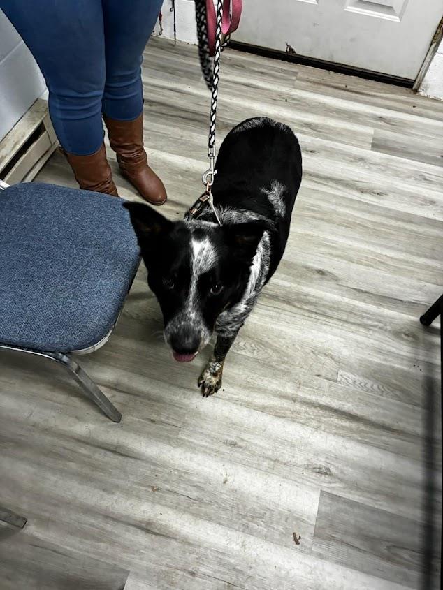 Dash  (Available For Adoption 1/19) #A1686: Male Dog