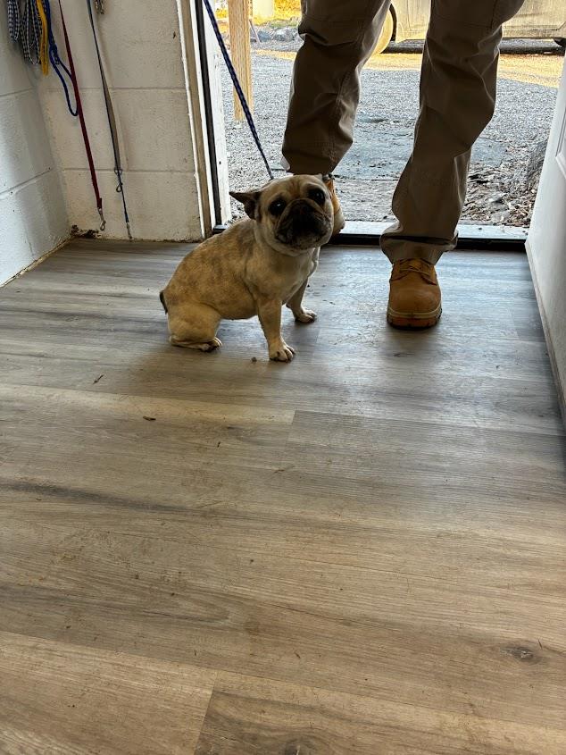 1/21/2026 #A1688: Female Dog