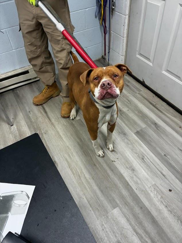 (Available For Adoption 1/21/2026) #A1690: Male Dog