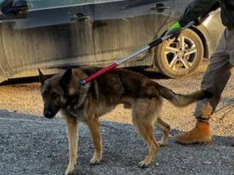 (Available For Adoption 1/21/2026) #A1689: Male Dog