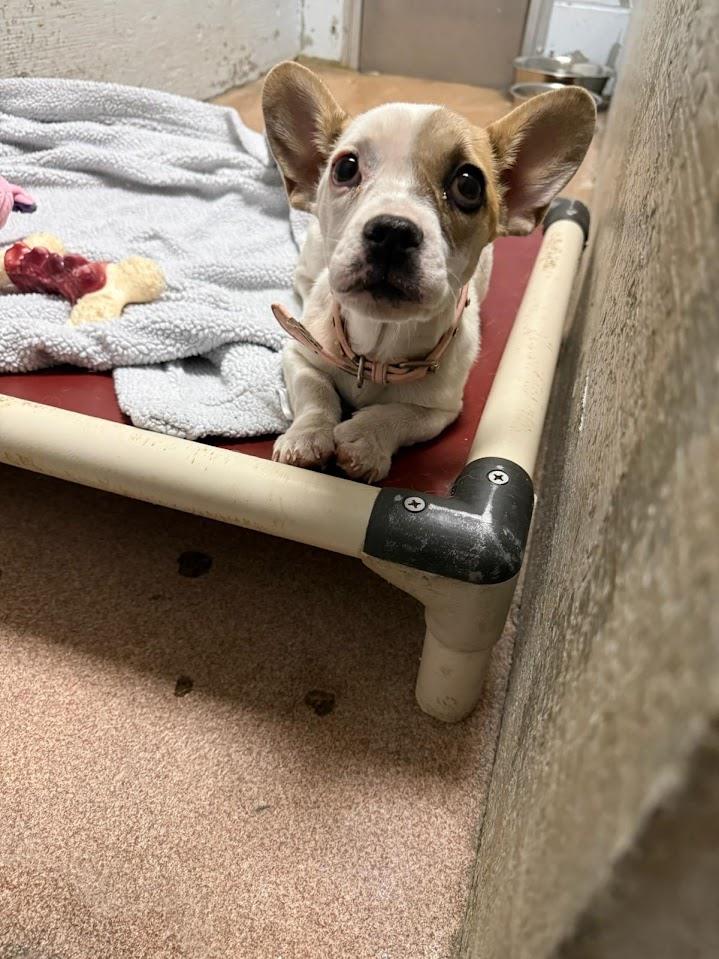 Stitch (Available For Adoption 3/11) #A1775: Female Dog