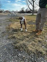 Buddy (02/04/2026) #A1699: Male Dog