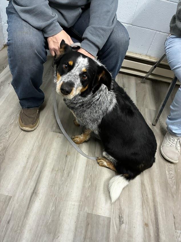 Belle #A566: Female Dog