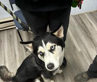 Angle (Available For Adoption 02/05) #A1701: Female Dog