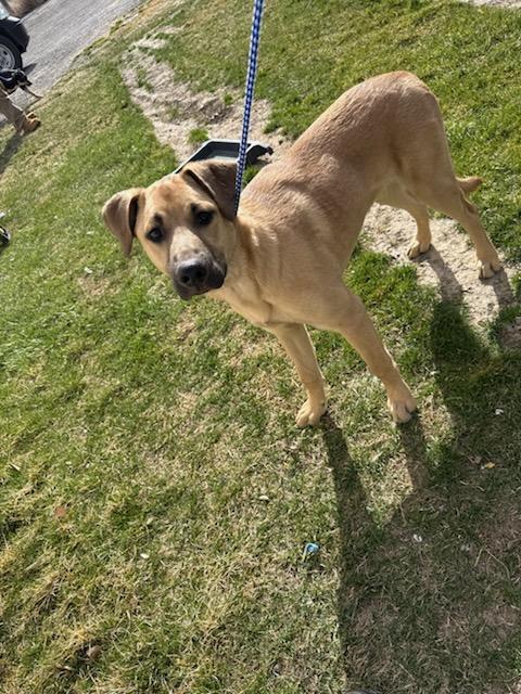 [No Name] #A1788: Male Dog