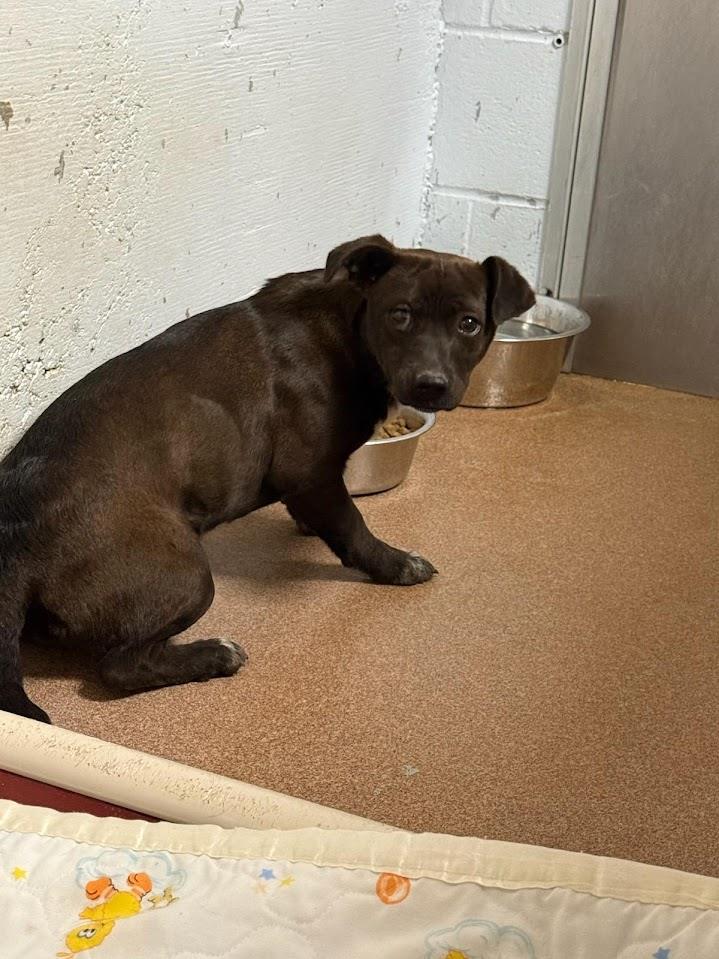 Fudge Brownie (Available For Adoption 3/11) #A1776: Male Dog