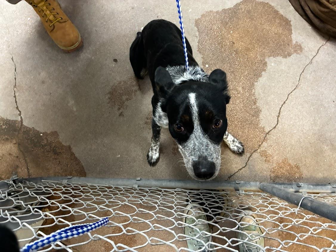 Brownie (Available For Adoption 02/10) #A1715: Female Dog