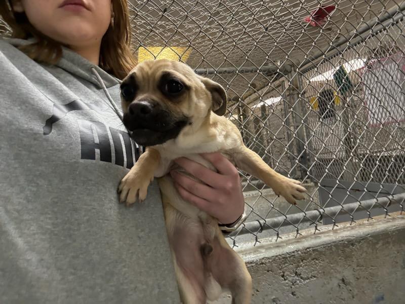 Amor #A1718: Male Dog