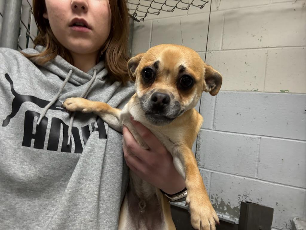 Romeo #A1717: Male Dog