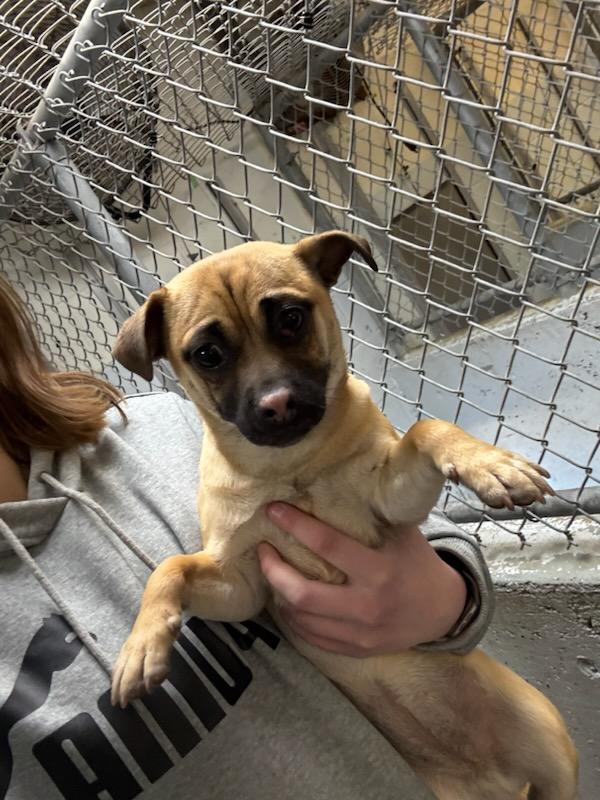 Valentine #A1716: Female Dog