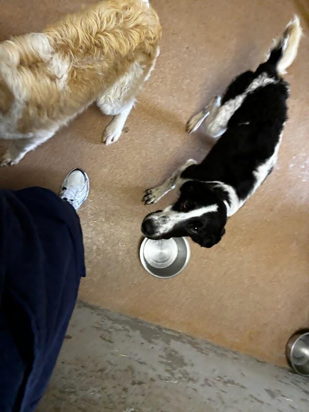 Cecilia (Available For Adoption 02/11) #A1723: Female Dog