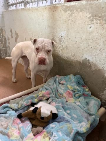  (Available For Adoption 02/14) #A1725: Female Dog