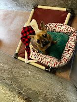 (Available For Adoption 02/015) #A1726: Female Dog