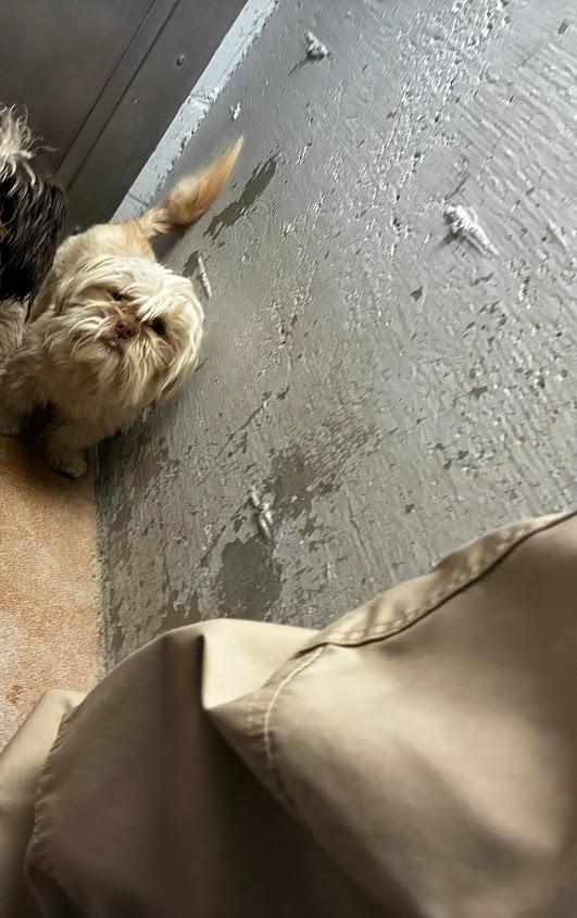  (Available For Adoption 02/15) #A1727: Male Dog