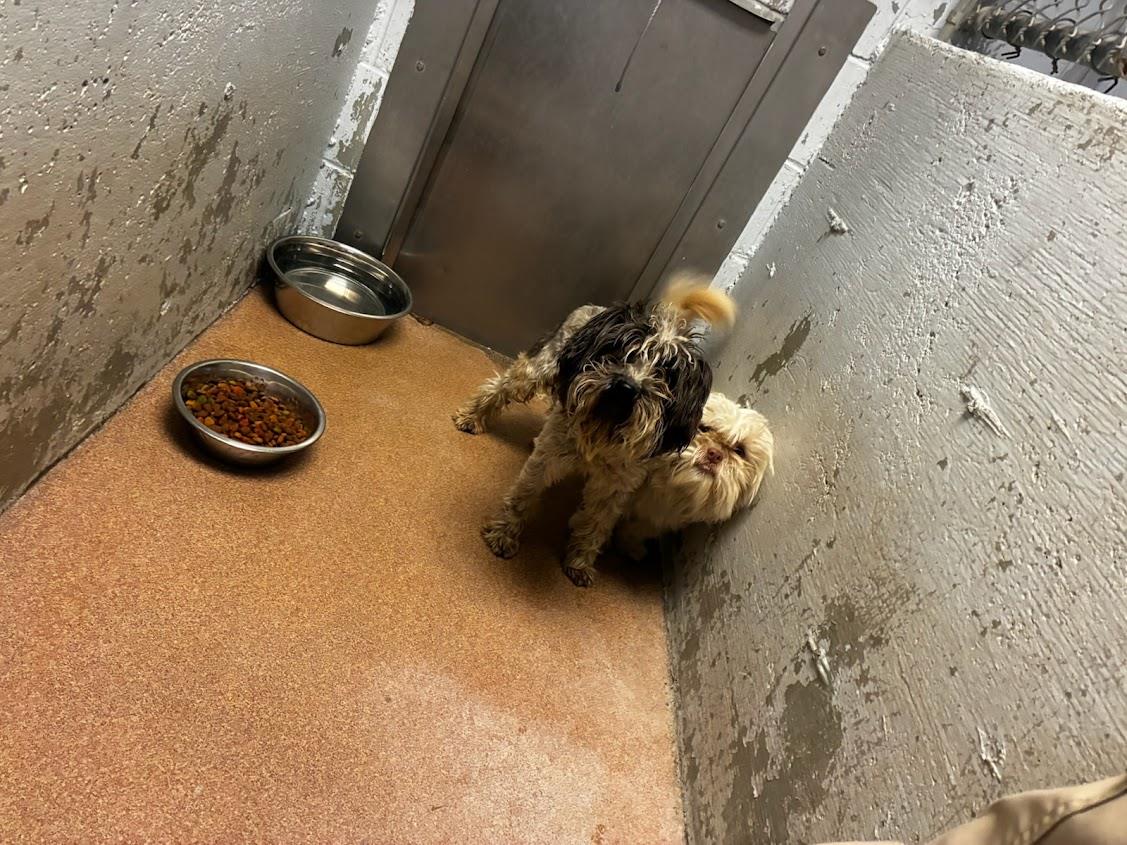  (Available For Adoption 02/14) #A1728: Male Dog