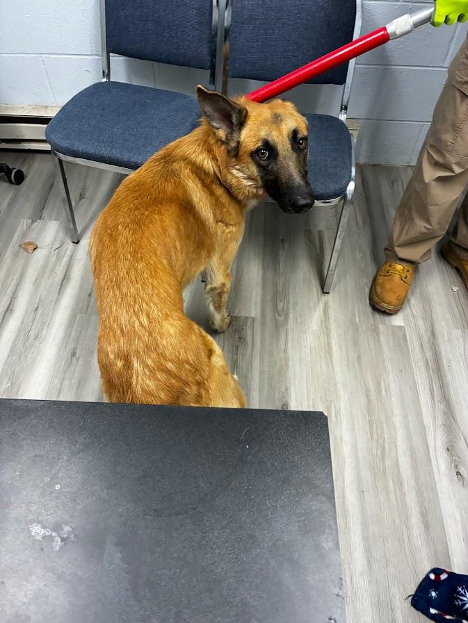  (Available For Adoption 02/22) #A1735: Male Dog