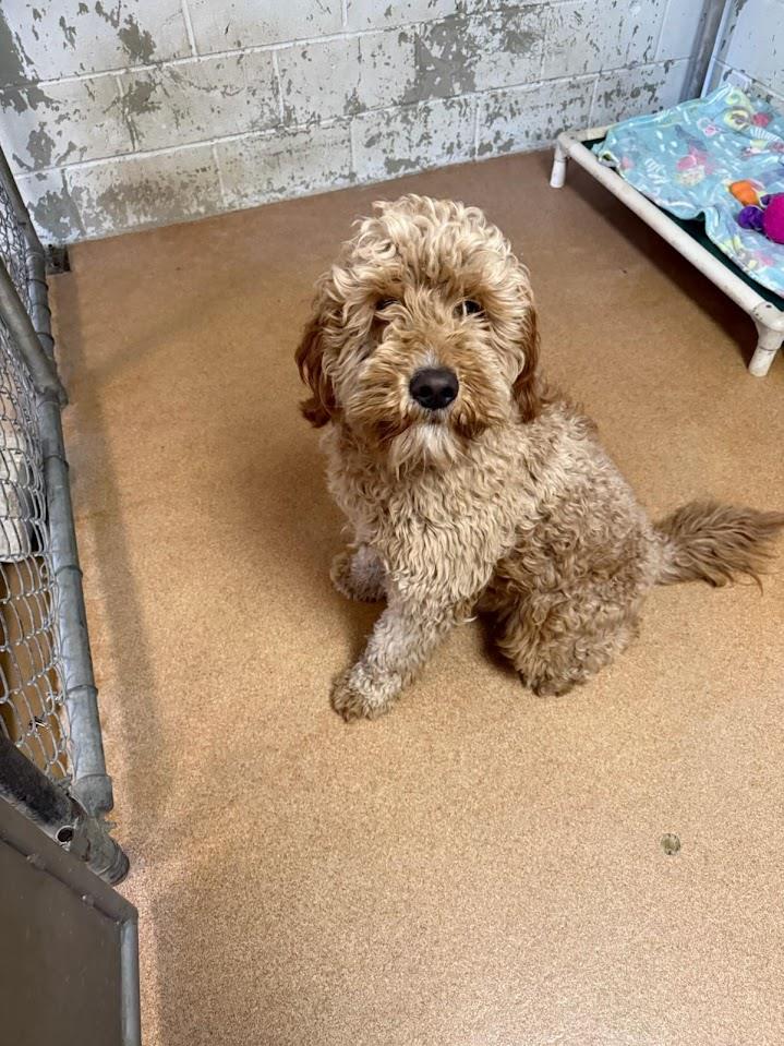 (Available For Adoption 3/23) #A1795: Male Dog