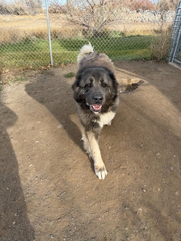 Grizz #A1640: Male Dog