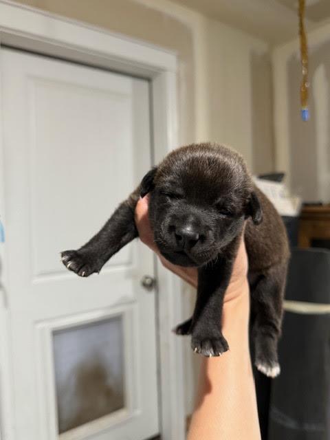 [No Name] #A1416: Male Dog