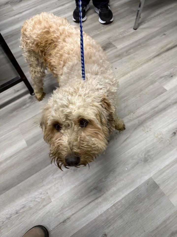 Fury (Available For Adoption 1/10) #A1668: Female Dog