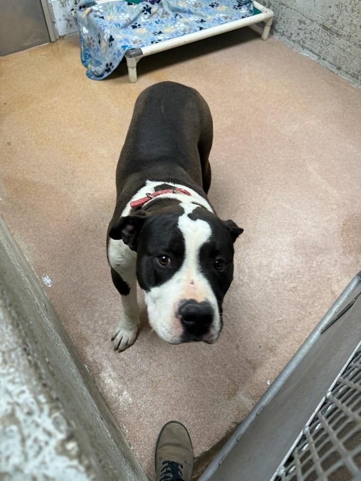 (Available For Adoption 3/20) #A1786: Male Dog