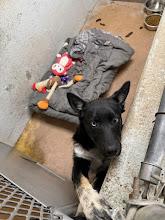 Lilly #A1630: Female Dog