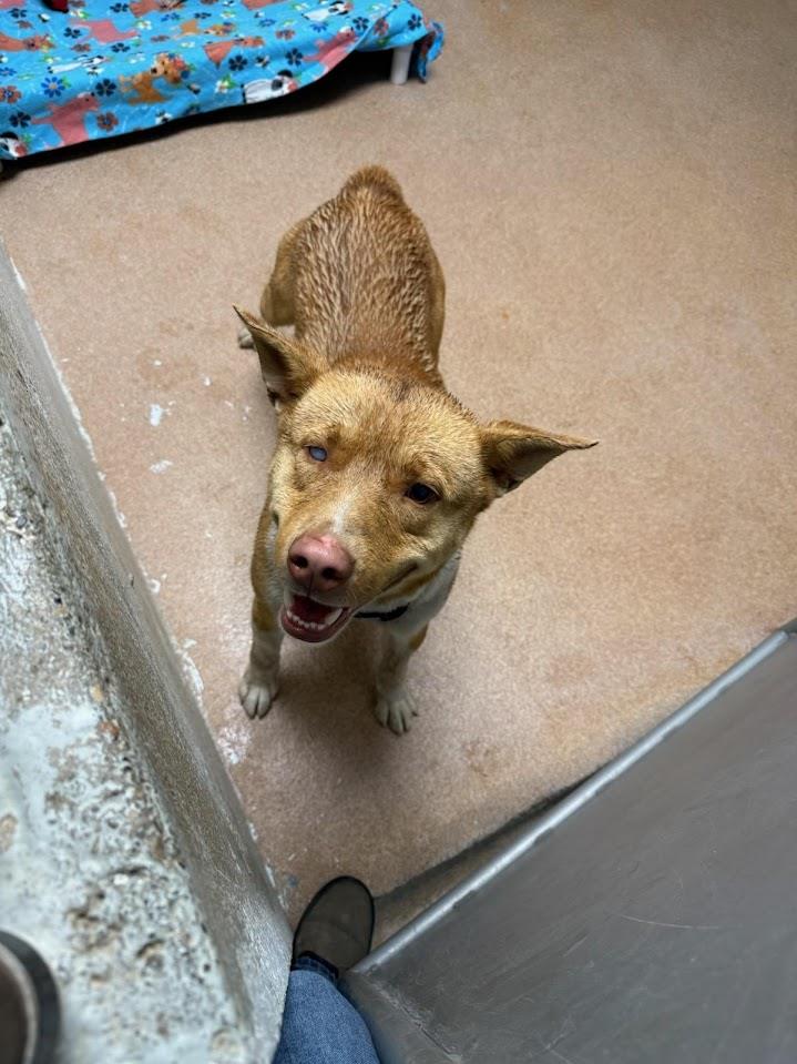 Captain #A1652: Male Dog