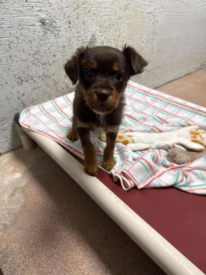 Miricale  #A1780: Female Dog