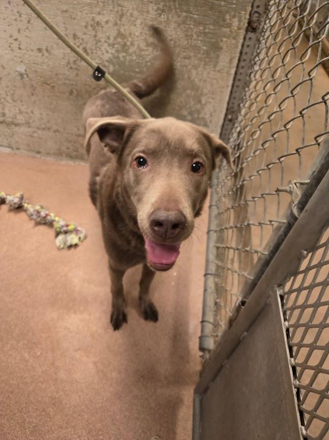 Rocky #A1434: Male Dog