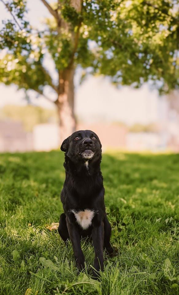 Mowgli