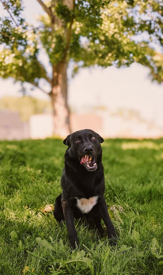 Mowgli