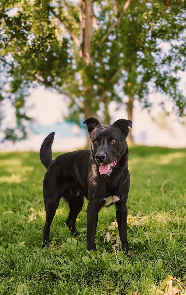 Mowgli