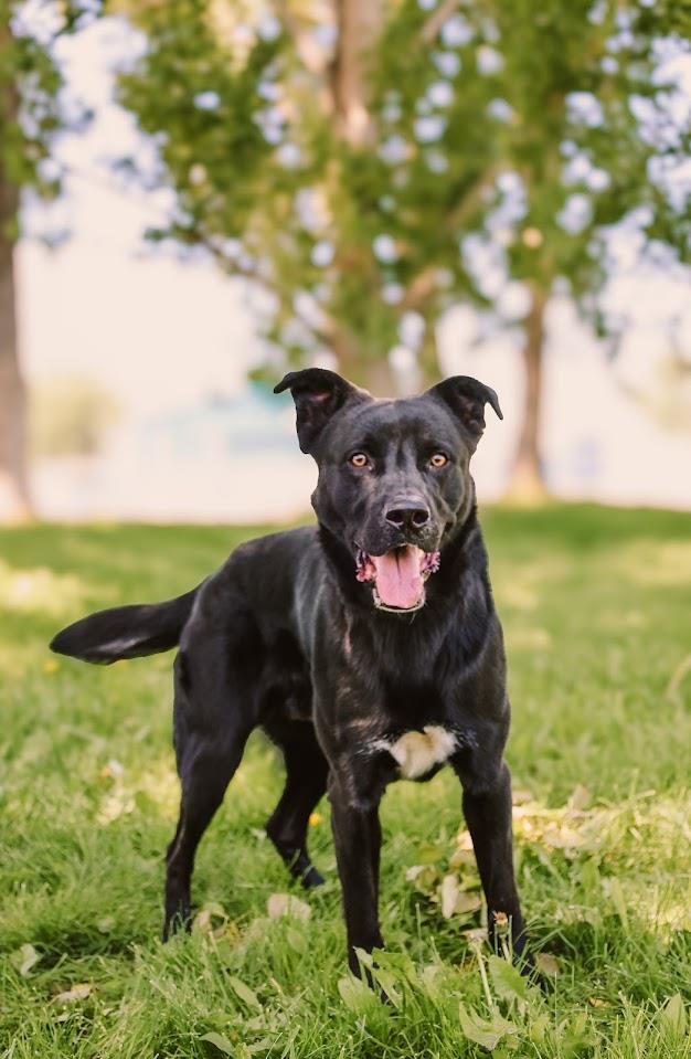 Mowgli
