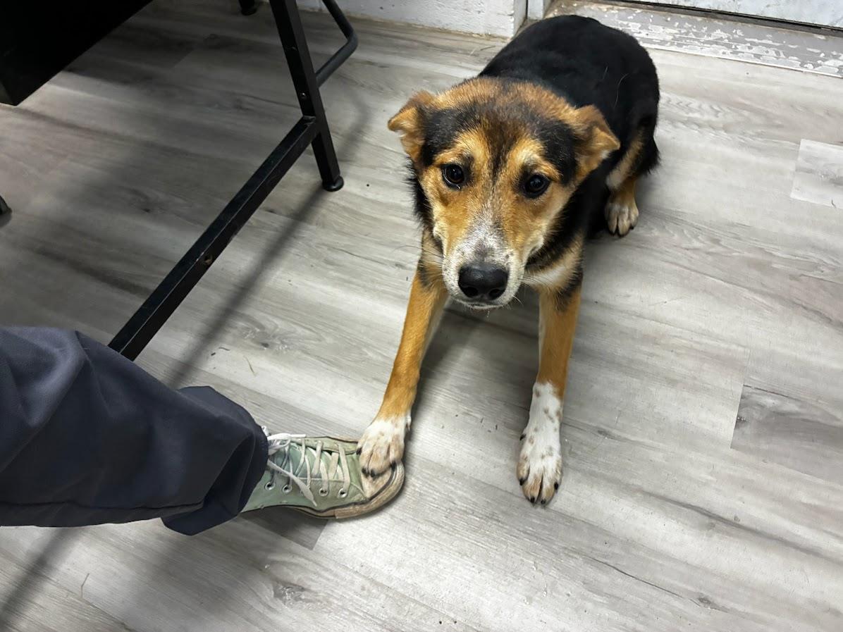  (Available For Adoption 02/23)