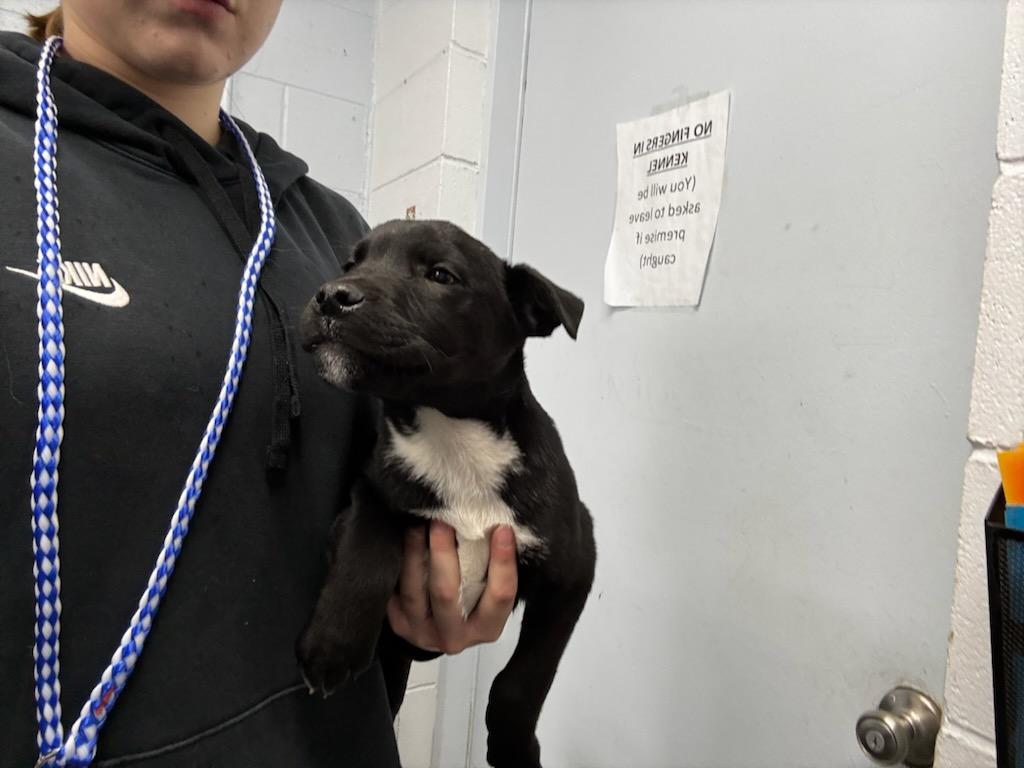  Teddy (Available For Adoption 3/1)