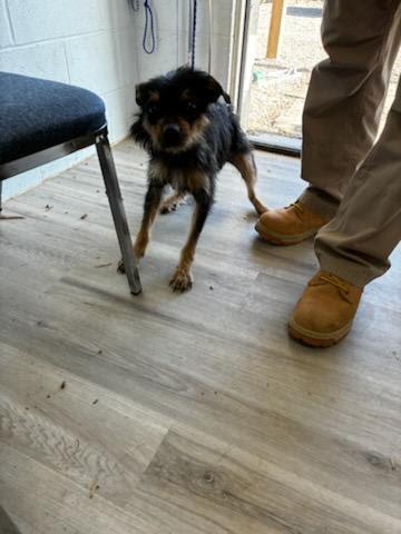 Mamma D(Available For Adoption 3/31 )