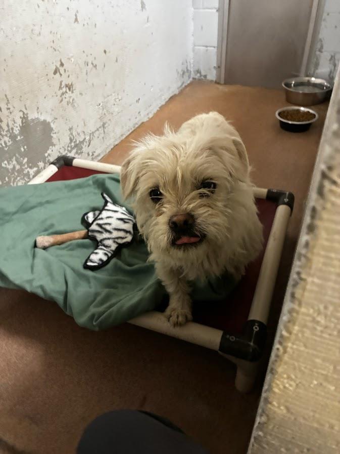 (Available For Adoption 3/12)