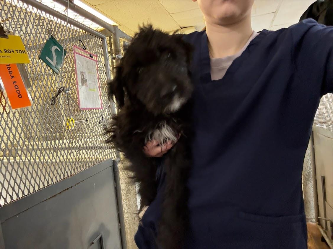 (Available For Adoption 3/15)