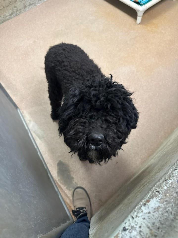 (Available For Adoption 3/23)