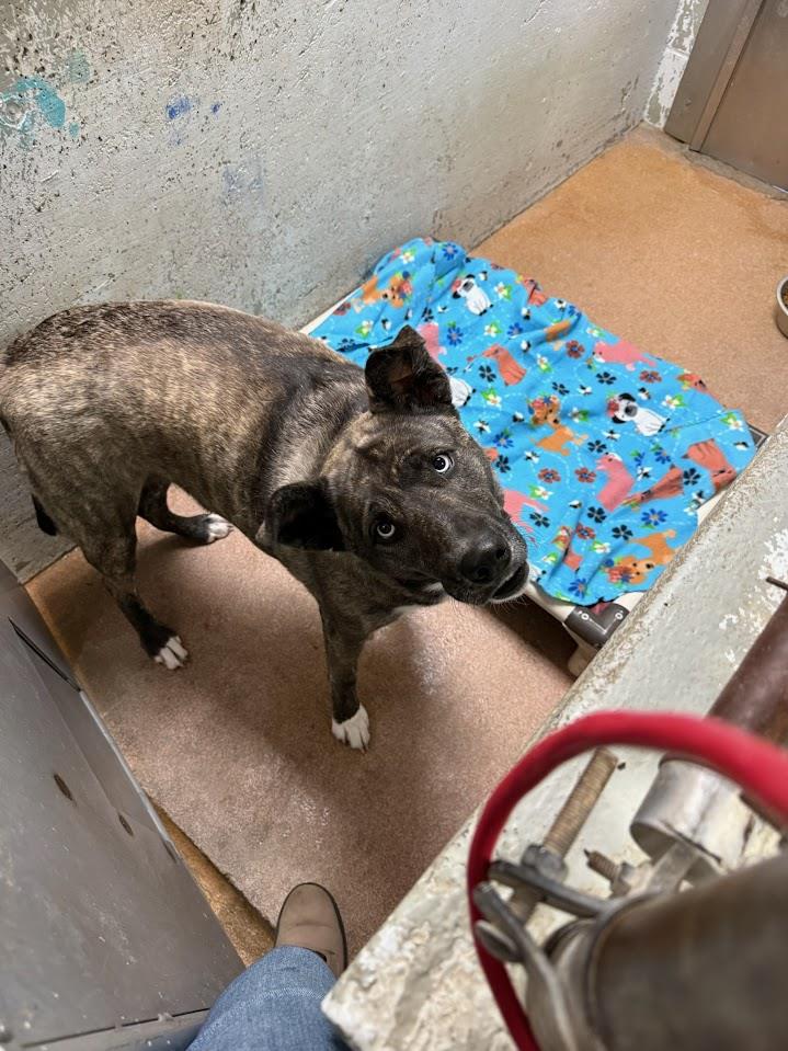 Luna (Available For Adoption 1/18)