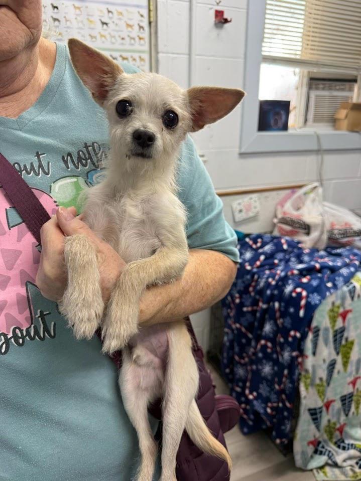 Rango (Available For Adoption 3/9)