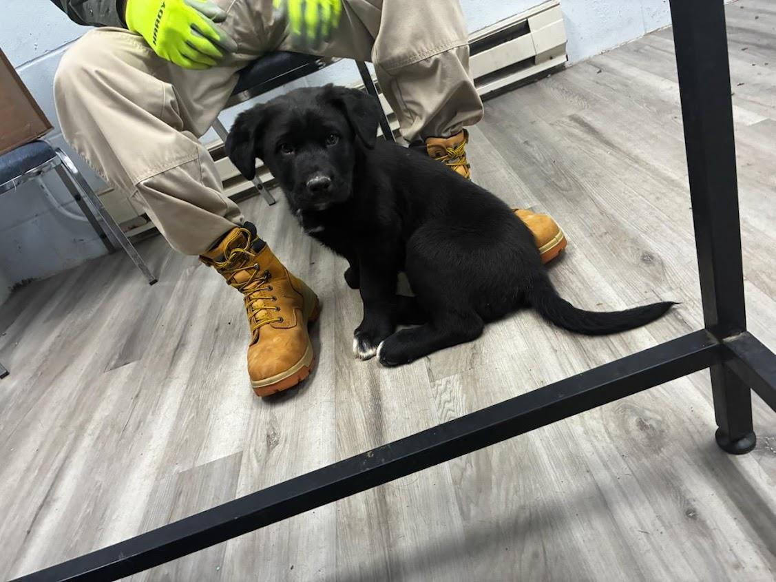 Peanut (Available For Adoption 1/14)